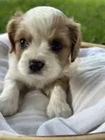 Charles, a male Cavalier King Charles Spaniel for sale in Rochelle, GA – 7 of 8