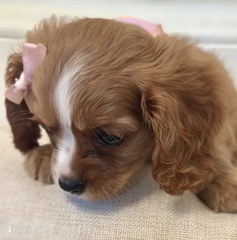 Rose – Cavalier King Charles Spaniel puppy for sale in Rochelle, GA