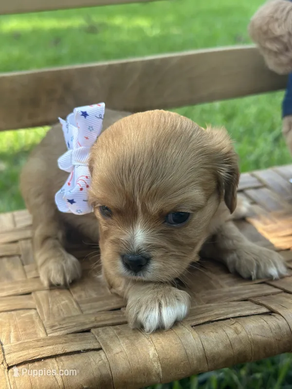 Emmie – Cavalier King Charles Spaniel puppy for sale in Rochelle, GA