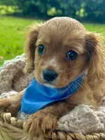Teddy, a male Cavalier King Charles Spaniel for sale in Rochelle, GA – 2 of 5
