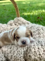 Chase, a male Cavalier King Charles Spaniel for sale in Rochelle, GA – 2 of 5