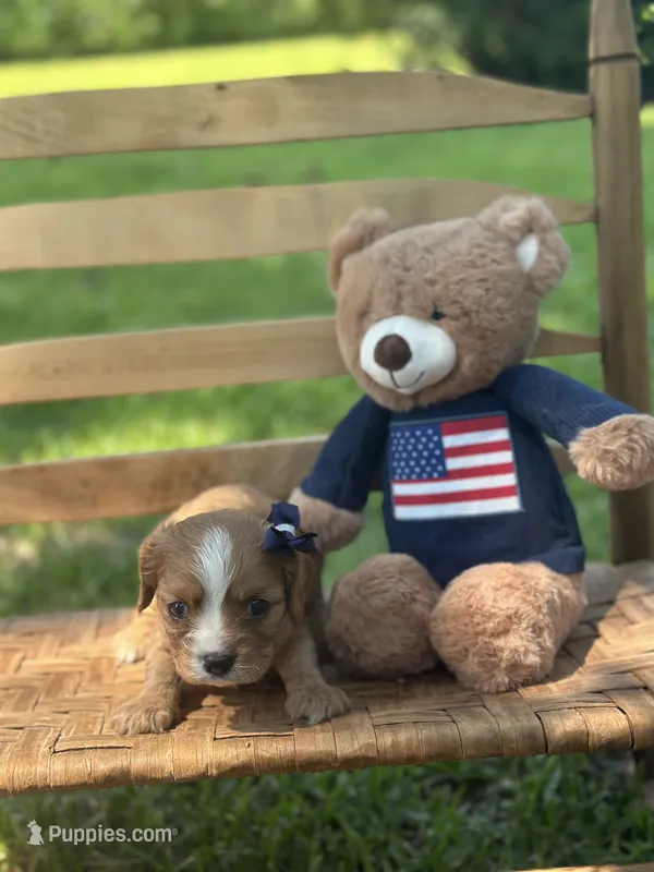 Rose – Cavalier King Charles Spaniel puppy for sale in Rochelle, GA