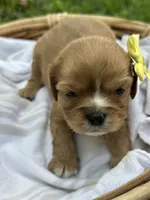 Emmie, a female Cavalier King Charles Spaniel for sale in Rochelle, GA – 3 of 3