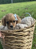 Georgia , a female Cavalier King Charles Spaniel for sale in Rochelle, GA – 3 of 5