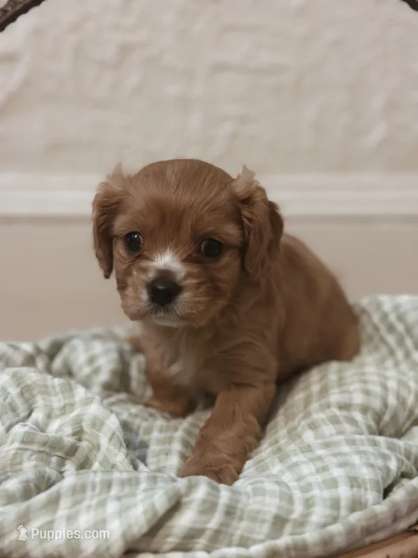 Teddy – Cavalier King Charles Spaniel puppy for sale in Rochelle, GA