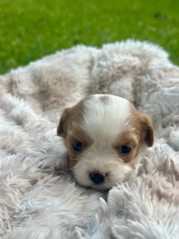 Charleston  – Cavalier King Charles Spaniel puppy for sale in Rochelle, GA