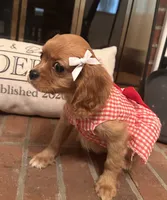 Georgia , a female Cavalier King Charles Spaniel for sale in Rochelle, GA – 3 of 6