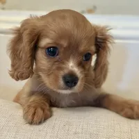 Teddy, a male Cavalier King Charles Spaniel for sale in Rochelle, GA – 5 of 5
