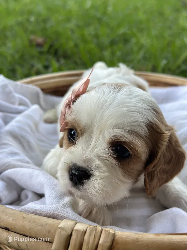 Charlotte  – Cavalier King Charles Spaniel puppy for sale in Rochelle, GA
