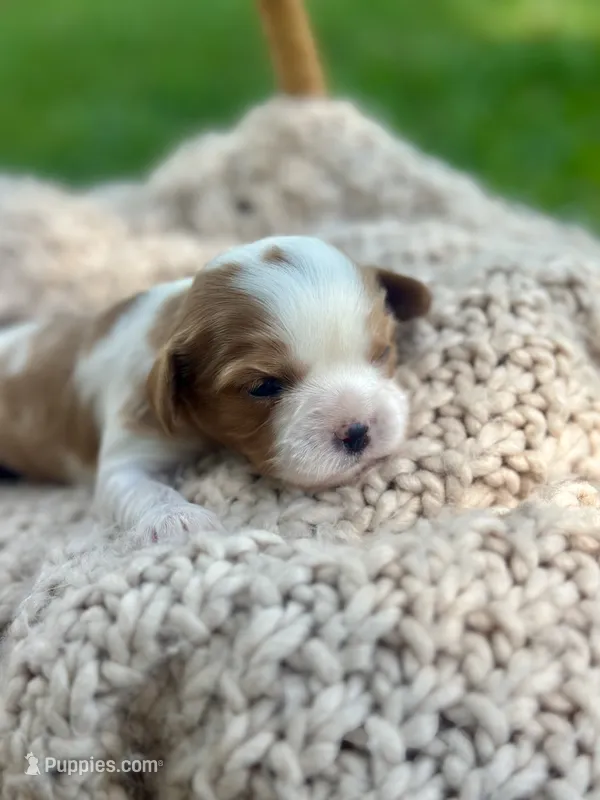 Charleston  – Cavalier King Charles Spaniel puppy for sale in Rochelle, GA