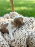 Charleston , a female Cavalier King Charles Spaniel for sale in Rochelle, GA – 3 of 6