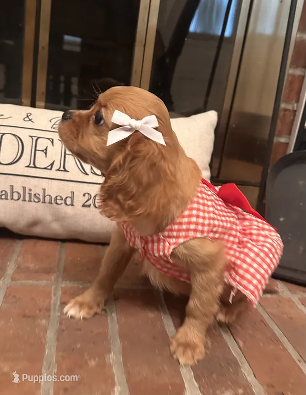 Georgia  – Cavalier King Charles Spaniel puppy for sale in Rochelle, GA