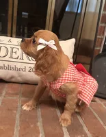 Georgia , a female Cavalier King Charles Spaniel for sale in Rochelle, GA – 1 of 6