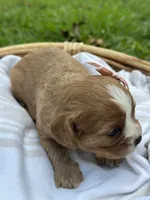 Rose, a female Cavalier King Charles Spaniel for sale in Rochelle, GA – 2 of 3