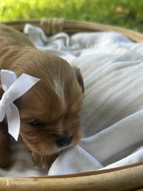 Emma, a female Cavalier King Charles Spaniel for sale in Rochelle, GA – 1 of 6