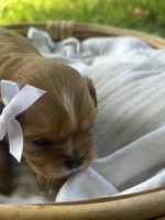 Emma, a female Cavalier King Charles Spaniel for sale in Rochelle, GA – 1 of 6