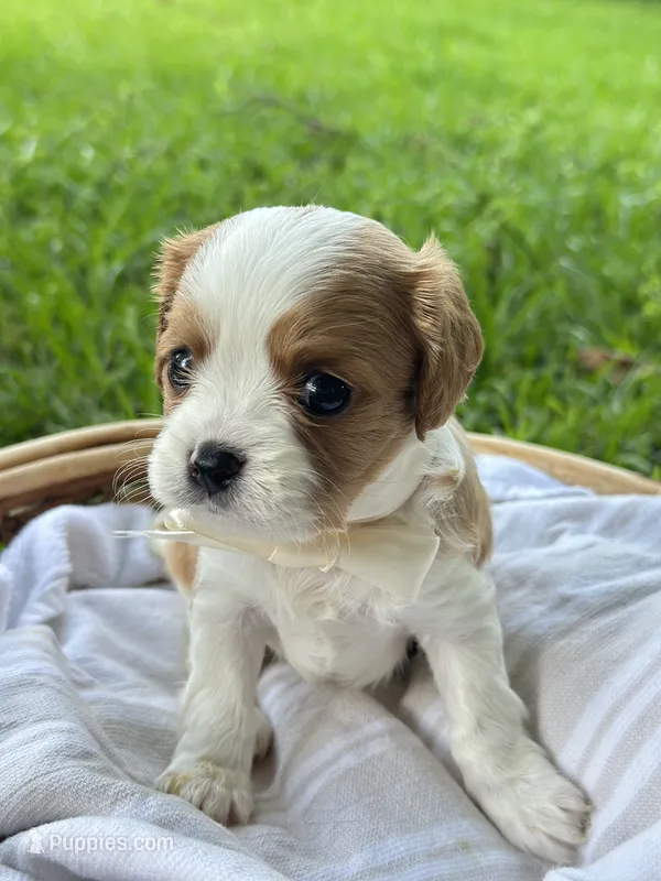 Charlie  – Cavalier King Charles Spaniel puppy for sale in Rochelle, GA