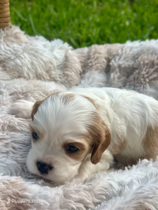 Charlotte  – Cavalier King Charles Spaniel puppy for sale in Rochelle, GA