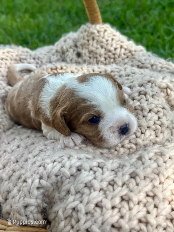 Charles – Cavalier King Charles Spaniel puppy for sale in Rochelle, GA