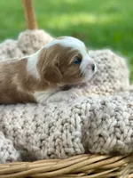 Charles, a male Cavalier King Charles Spaniel for sale in Rochelle, GA – 3 of 4