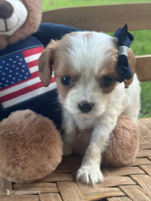 Charleston  – Cavalier King Charles Spaniel puppy for sale in Rochelle, GA
