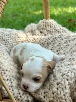 Charlotte , a female Cavalier King Charles Spaniel for sale in Rochelle, GA – 3 of 6