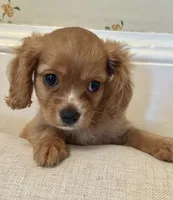 Teddy, a male Cavalier King Charles Spaniel for sale in Rochelle, GA – 4 of 5