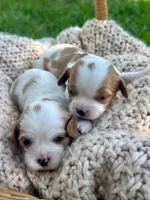 Charleston , a female Cavalier King Charles Spaniel for sale in Rochelle, GA – 4 of 6