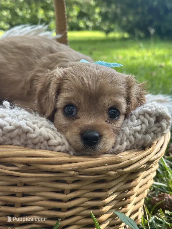 Lily  – Cavalier King Charles Spaniel puppy for sale in Rochelle, GA