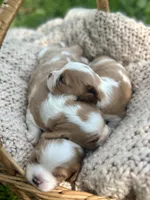 Charlie , a male Cavalier King Charles Spaniel for sale in Rochelle, GA – 2 of 4