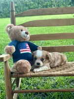 Chase , a male Cavalier King Charles Spaniel for sale in Rochelle, GA – 4 of 4