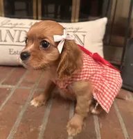 Georgia , a female Cavalier King Charles Spaniel for sale in Rochelle, GA – 4 of 6