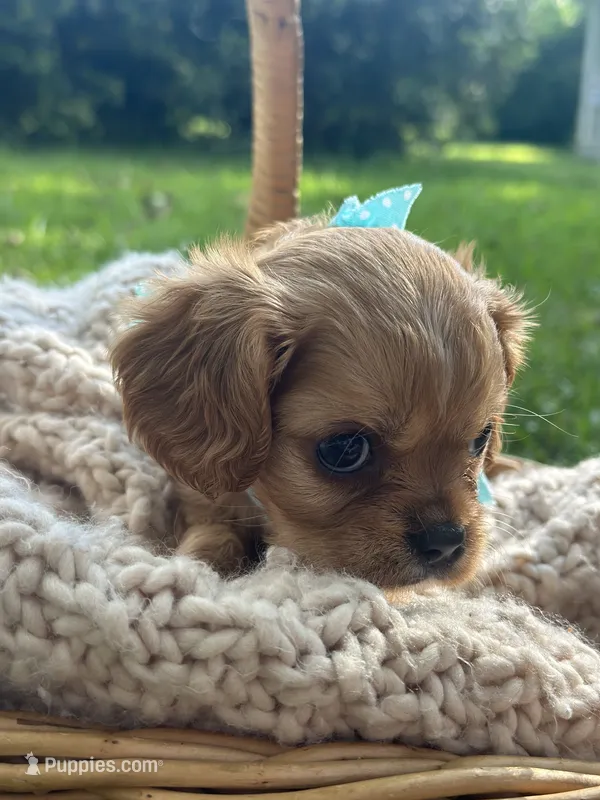 Emma – Cavalier King Charles Spaniel puppy for sale in Rochelle, GA