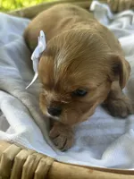 Emma, a female Cavalier King Charles Spaniel for sale in Rochelle, GA – 4 of 6