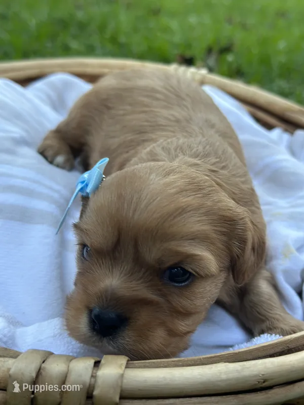 Lily  – Cavalier King Charles Spaniel puppy for sale in Rochelle, GA