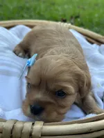 Lily , a female Cavalier King Charles Spaniel for sale in Rochelle, GA – 1 of 3