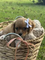 Georgia , a female Cavalier King Charles Spaniel for sale in Rochelle, GA – 5 of 5