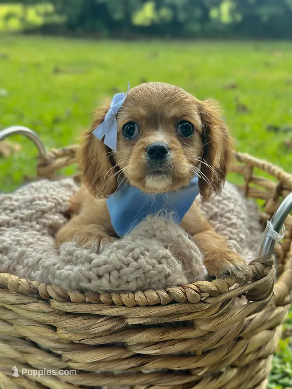 Emmie – Cavalier King Charles Spaniel puppy for sale in Rochelle, GA