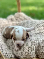 Charleston , a female Cavalier King Charles Spaniel for sale in Rochelle, GA – 2 of 6
