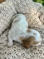 Charlotte , a female Cavalier King Charles Spaniel for sale in Rochelle, GA – 4 of 6