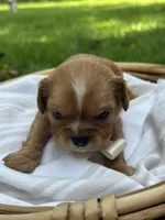 Teddy, a male Cavalier King Charles Spaniel for sale in Rochelle, GA – 3 of 4