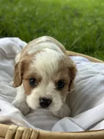 Charles, a male Cavalier King Charles Spaniel for sale in Rochelle, GA – 6 of 8
