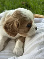 Charles, a male Cavalier King Charles Spaniel for sale in Rochelle, GA – 8 of 8