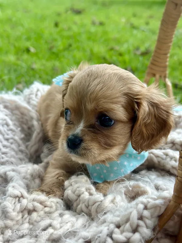 Emmie – Cavalier King Charles Spaniel puppy for sale in Rochelle, GA
