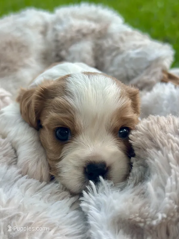 Charles  – Cavalier King Charles Spaniel puppy for sale in Rochelle, GA