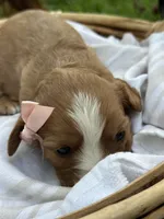 Rose, a female Cavalier King Charles Spaniel for sale in Rochelle, GA – 3 of 3