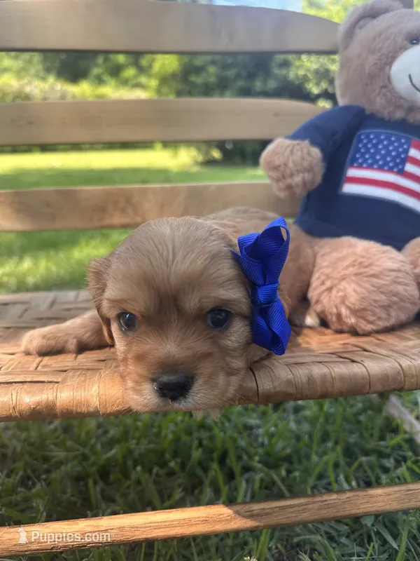 Lily  – Cavalier King Charles Spaniel puppy for sale in Rochelle, GA