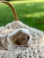 Chase, a male Cavalier King Charles Spaniel for sale in Rochelle, GA – 4 of 5