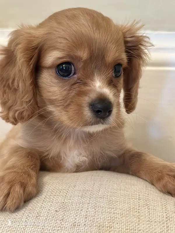 Teddy – Cavalier King Charles Spaniel puppy for sale in Rochelle, GA