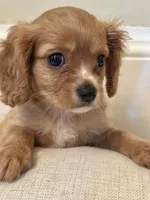 Teddy, a male Cavalier King Charles Spaniel for sale in Rochelle, GA – 3 of 5